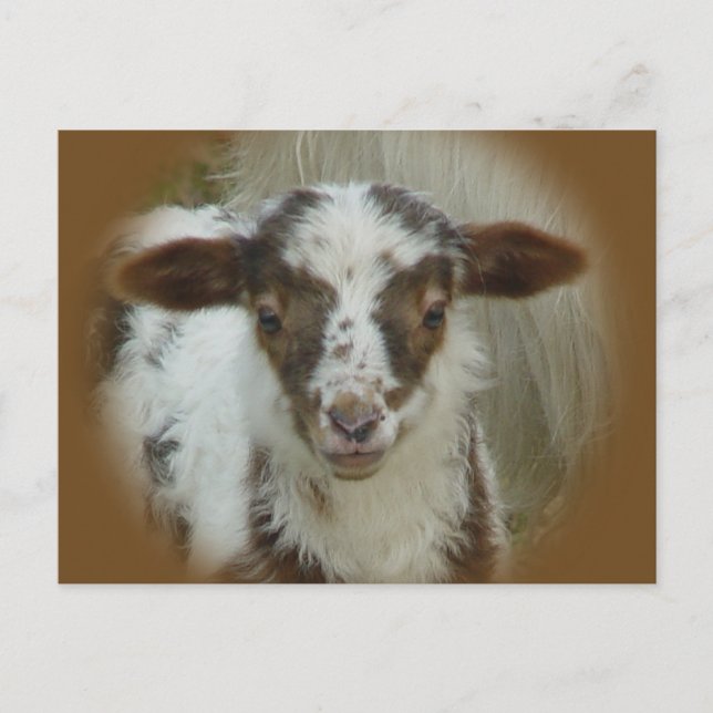 Får - Brun fläcklampa Vykort (Framsida)