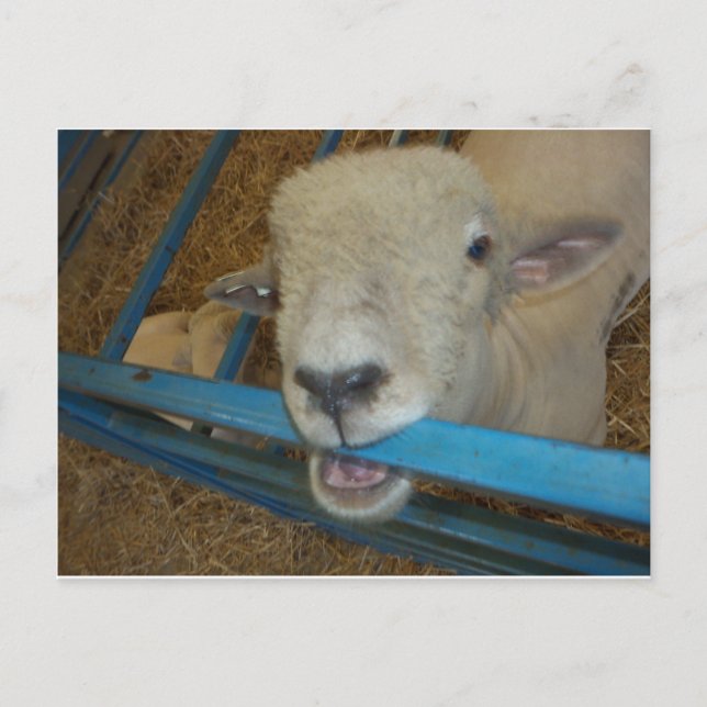 Får Chewing Grind Vykort (Framsida)