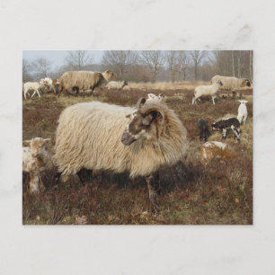 Får - Får i Heather fält Vykort