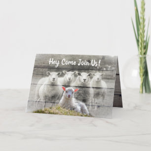 Får Flock Baby Lamb Inbjudan