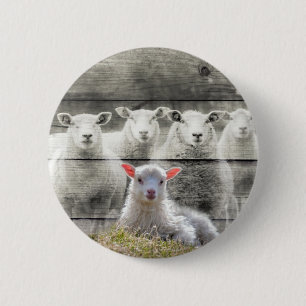Får Flock Baby Lamb Knapp