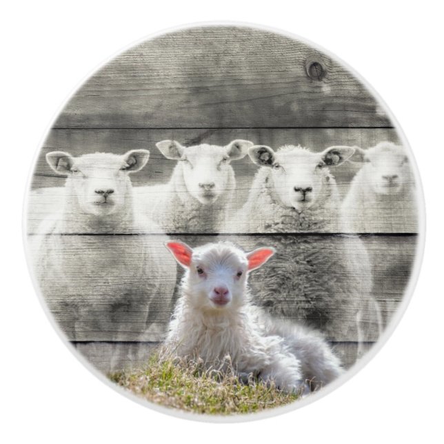 Får Flock Baby Lamb Knopp (Framsidan)