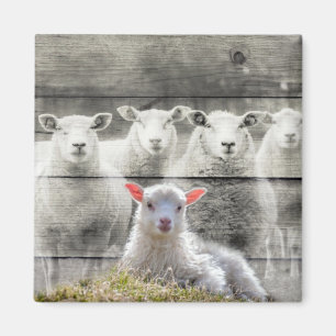 Får Flock Baby Lamb Magnet