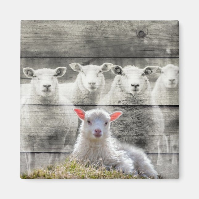 Får Flock Baby Lamb Magnet (Framsidan)
