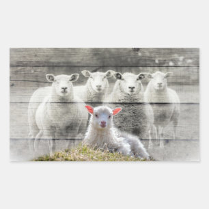 Får Flock Baby Lamb Rektangulärt Klistermärke