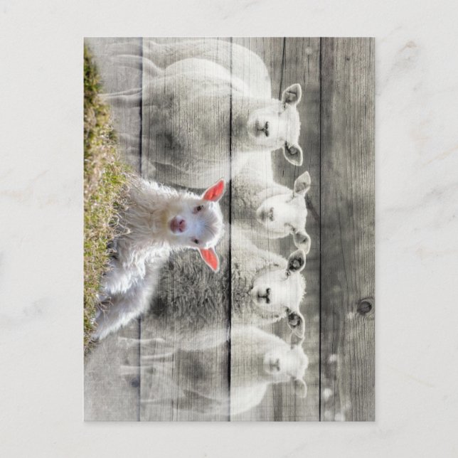 Får Flock Baby Lamb Vykort (Framsida)