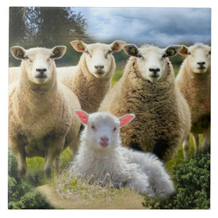 Får Flock Får Herd Baby Lamb Kakelplatta