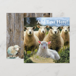 Får Flock Får Herd Baby Lamb Kort