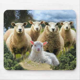 Får Flock Får Herd Baby Lamb Musmatta