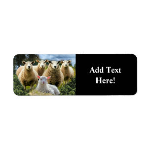 Får Flock Får Herd Baby Lamb Returadress Etikett