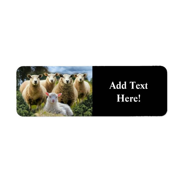 Får Flock Får Herd Baby Lamb Returadress Etikett (Framsidan)