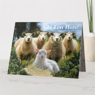 Får Flock Får Herd Baby Lamb Tack Kort