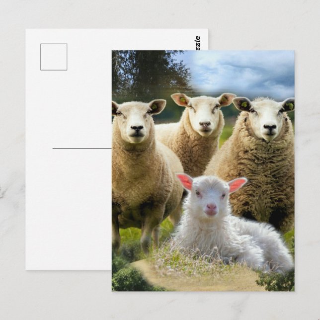 Får flock får hjord baby lamm vykort (Fram/baksida)