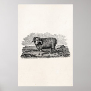 Får för vintage1800sMerino rammar Lambmallen Poster