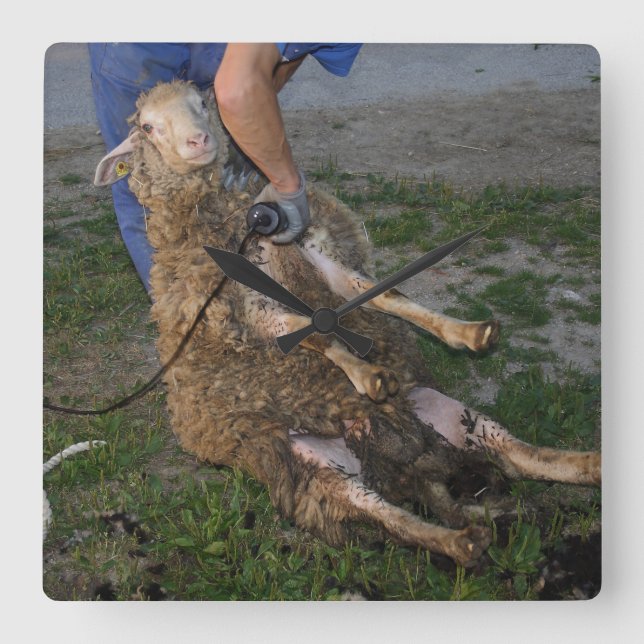 Får Fyrkantig Klocka (Framsida)