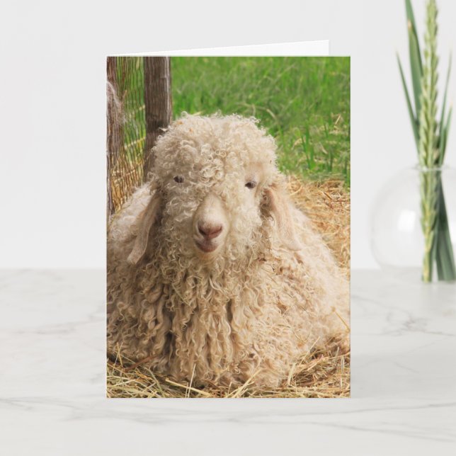 Får Goat Pun Funny Get-well Card Kort (Framsida)