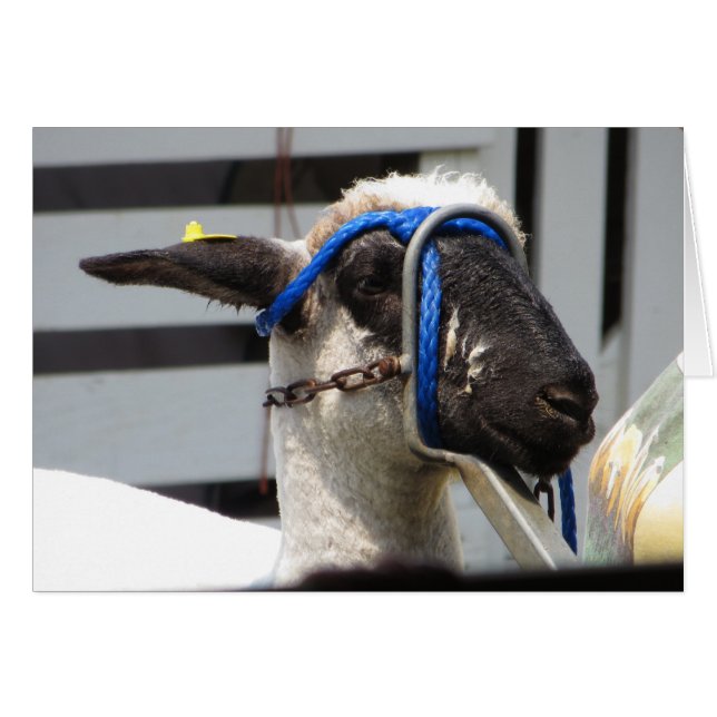 Får Hälsningskort (Framsidan Horizontal)