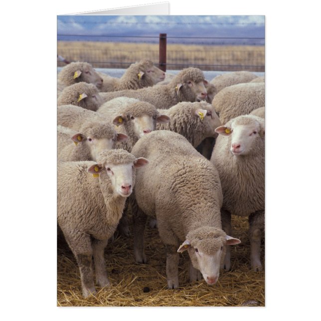 Får Hälsningskort (Framsidan)