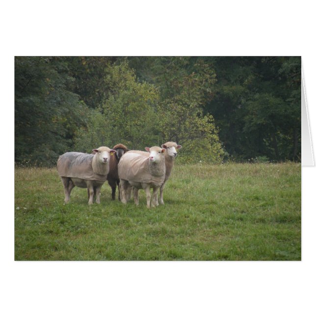 Får Hälsningskort (Framsidan Horizontal)