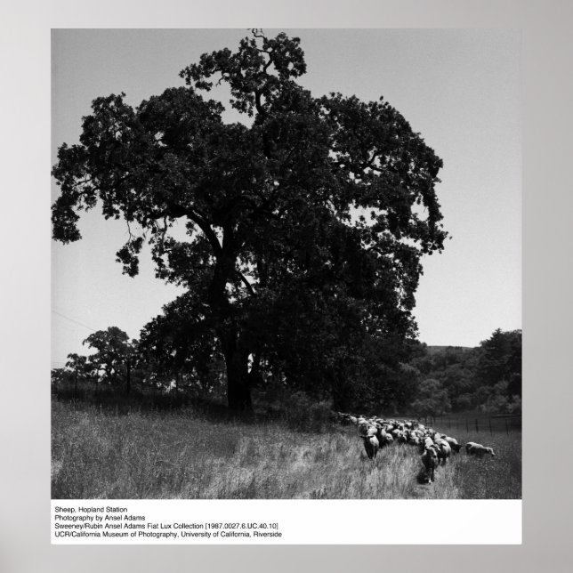 Får, Hopland Station, av Ansel Adams Poster (Framsidan)