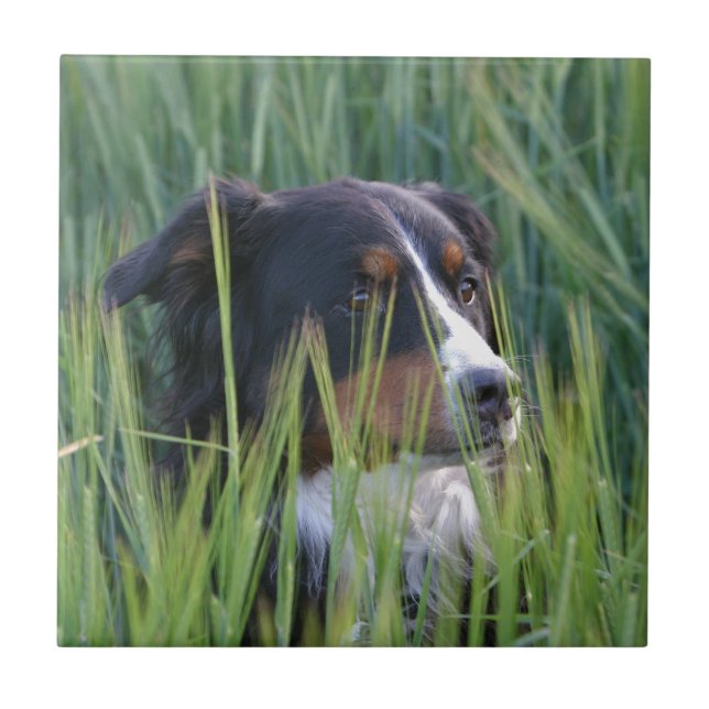 Får Hund i gräs Kakelplatta (Framsidan)