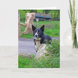 Får Hund i Skottland Kort