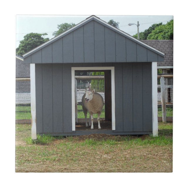 Får i Barn House Tile Kakelplatta (Framsidan)