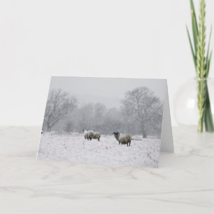 Får i en snöhög fält helgkort