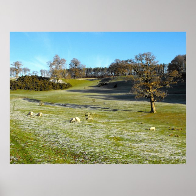 Får i frostiskt dal poster (Framsidan)