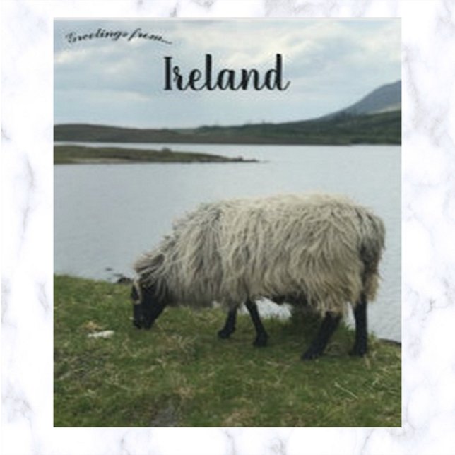 Får i Galway Ireland Vykort (Skapare uppladdad)