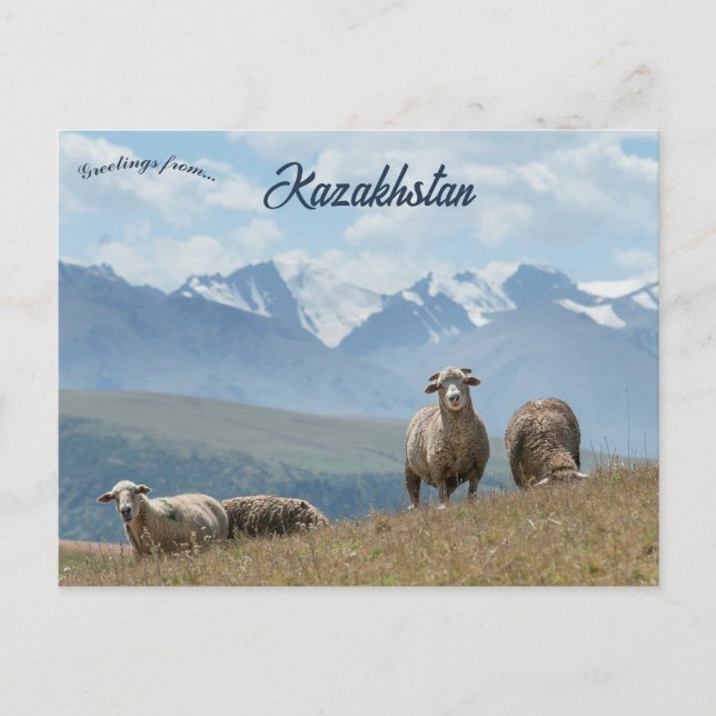 Får i Kazakstan vykort (Framsida)