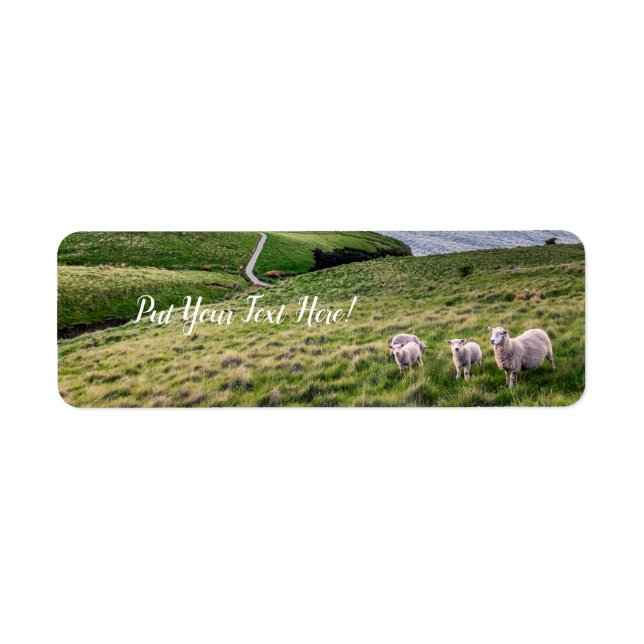 Får i Nya Zeeland | ChristChurch Landscape | NZ Returadress Etikett (Framsidan)