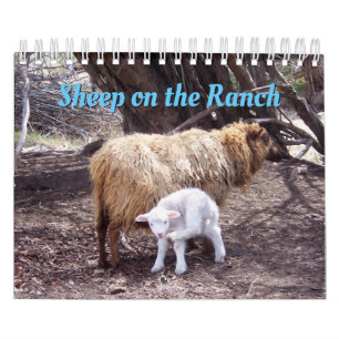 Får i Ranch-kalendern Kalender