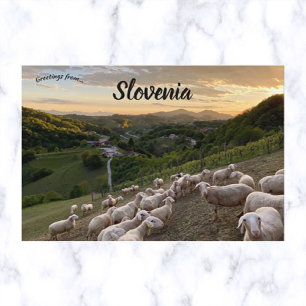 Får i Slovenien Vykort