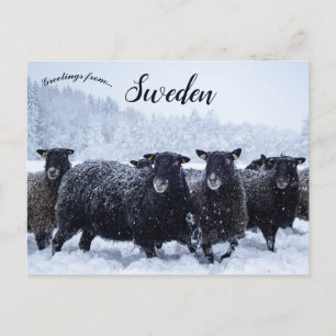 Får i Sverigen Tyresta nationalpark Vykort
