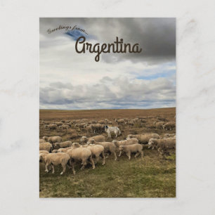 Får i Tierra del Fuego Argentina Vykort