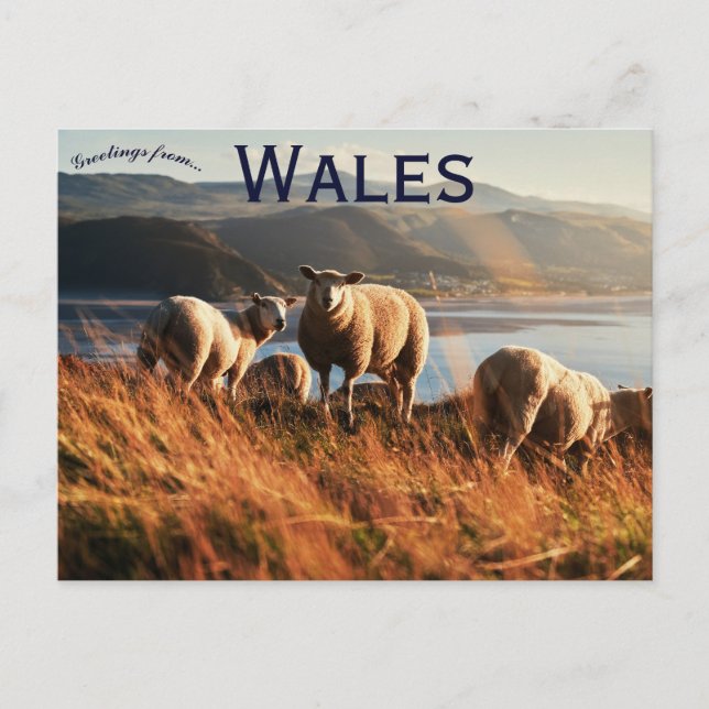 Får i Wales Vykort (Framsida)