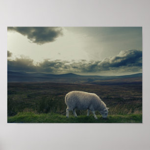 Får/Irland liggande Poster