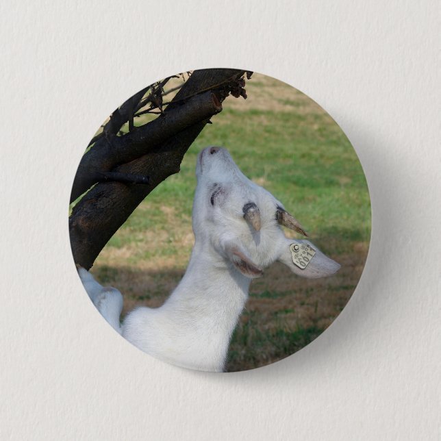 Får jag klättra i Träd? Knapp (Framsida)