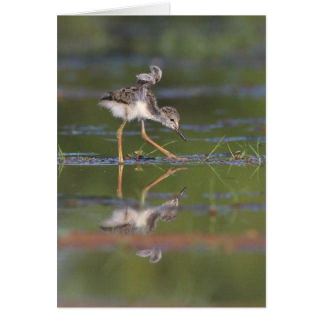 Får jag se din vingar baby fågel hälsningskort (Framsidan)