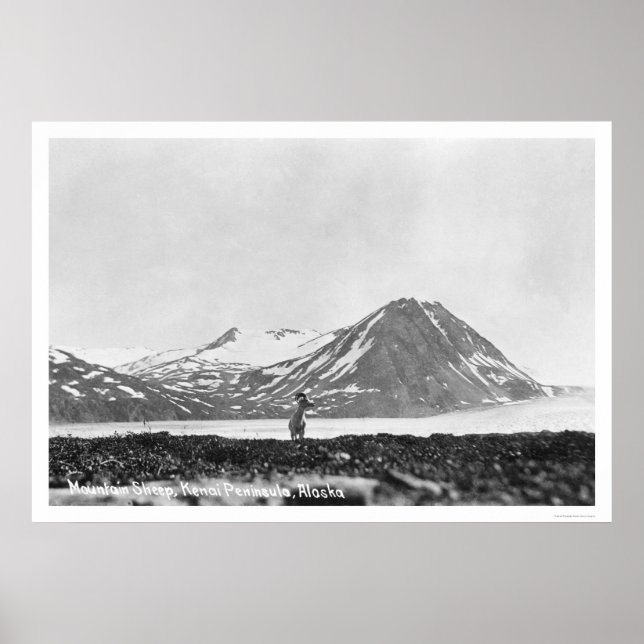 Får Kenai Peninsula Alaska 1912 Poster (Framsidan)