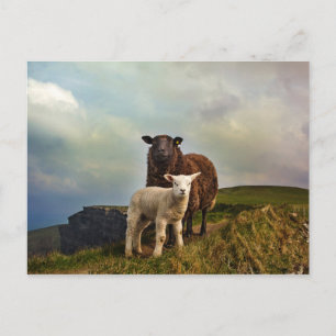 FÅR - KLIFFER AV MOHER, LISKANNOR, IRLAND VYKORT