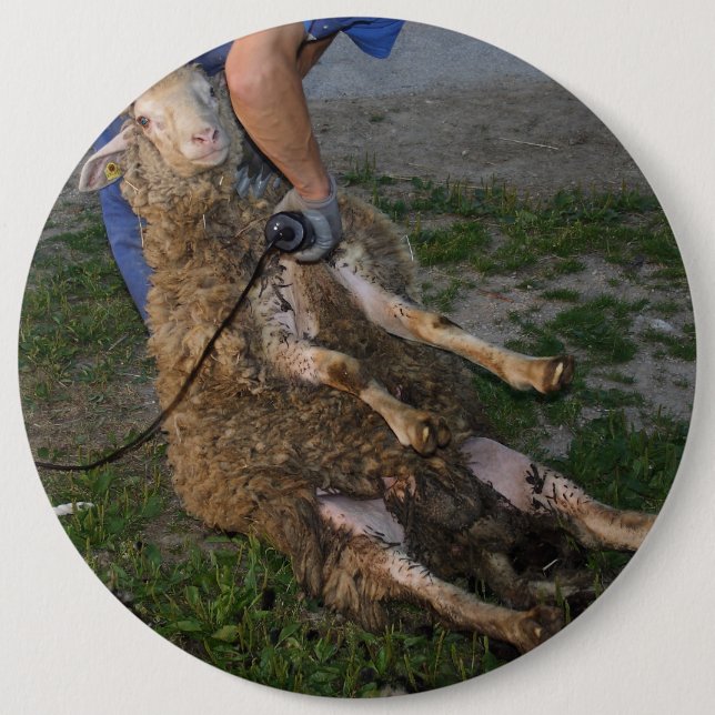 Får Knapp (Framsida)