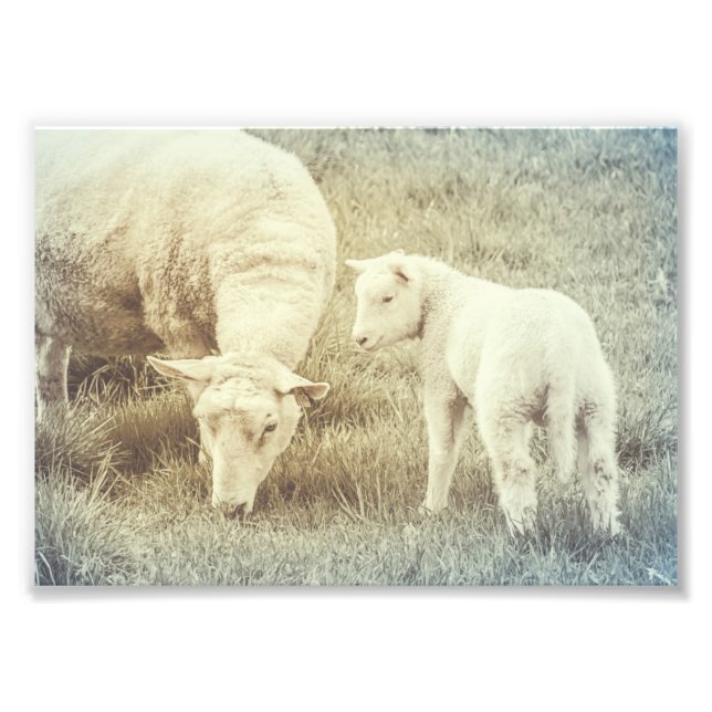 Får Lamb Baby djur Nursery Fine Art Fototryck (Framsidan)