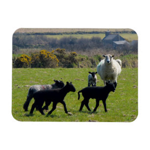 Får Lambs Bodmin Moor Cornwall England Magnet