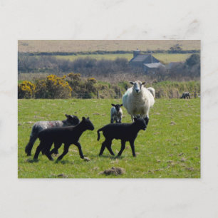 Får Lambs Bodmin Moor Cornwall England Vykort