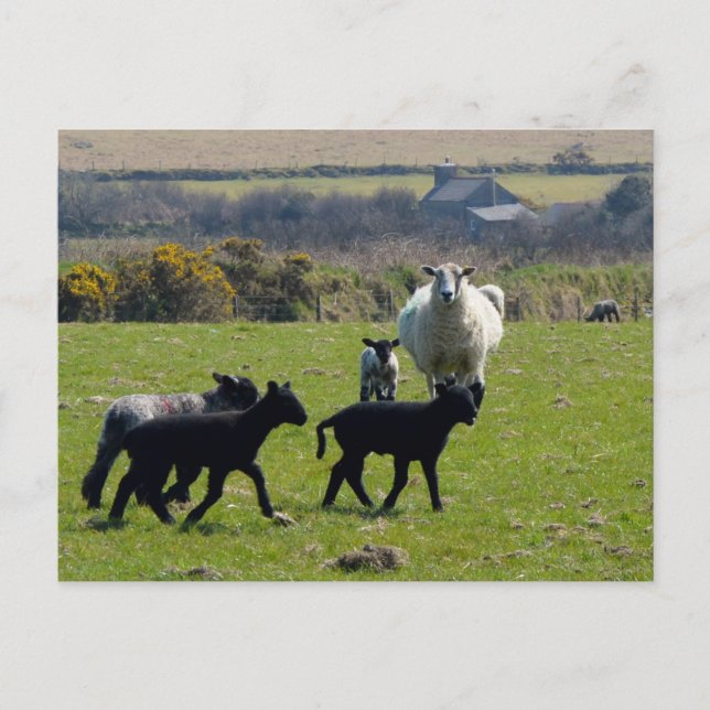 Får Lambs Bodmin Moor Cornwall England Vykort (Framsida)