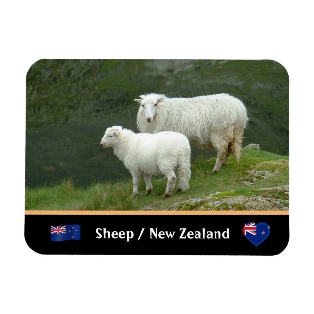 Får, lamm och berömd land djur/Nya Zeeland Magnet (Horisontell)