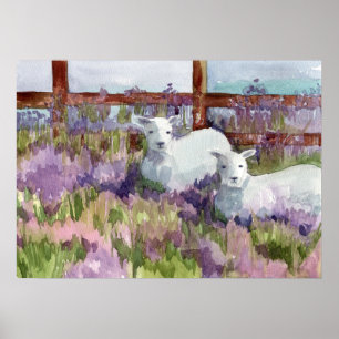 Får Lavender Fält Farm Animal Lambs Poster
