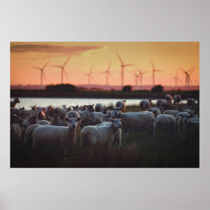 Får - Lydd, Romney Marsh, Kent, Förenade kungarike Poster